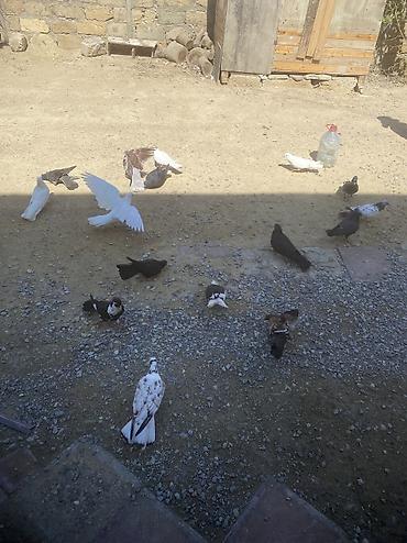 tovuz qusu satilir: Tergizme heyvanlardı 16 denedi icinde ucurmalığ balalarda var — 4