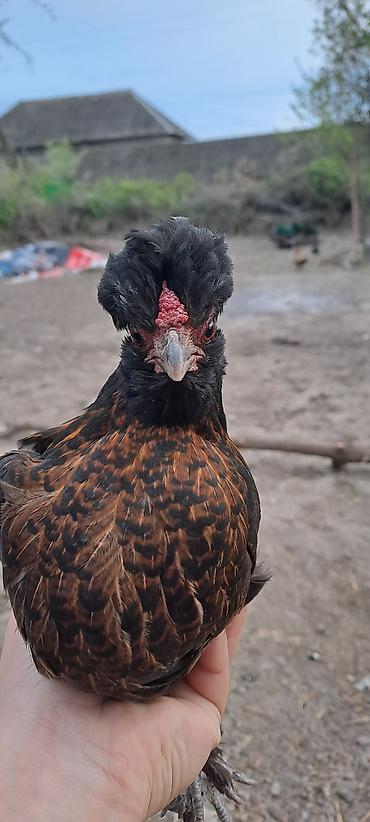 Toyuqlar: Toyuq, Damazlıq — 2