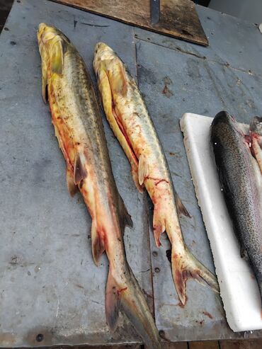 Balıq və dəniz məhsulları: Siyezen deniz baliqi optavoy ve tek tek Bakida istenilen yere — 1
