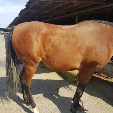 Куплю с/х животных: Куплю | Лошади, кони | Круглосуточно, Любое состояние, Забитый — 7