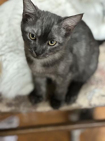 Кошки: Котенок 3 месяца девочка привита приучена к лотку обработана от — 8