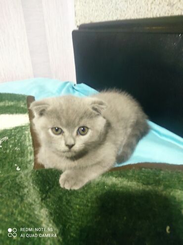 Pişiklər: Şotland, Erkək, Dişi, Yaxşı əllərə, Ünvandan götürmə — 9