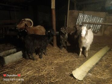 Keçi, çəpiş: Satilir 7 bas disi keci cepis damazliga tam yararli elde saxlanan — 8