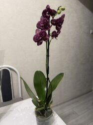 продажа тюльпанов оптом: Орхидеи сортовые в наличии.Цена от 800c-1600с.Бишкек