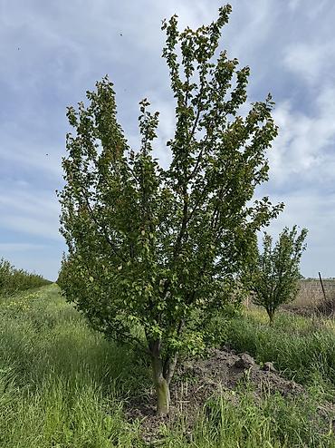 torpağ sahesi: 330 sot, Kənd təsərrüfatı, Kupça (Çıxarış) — 3