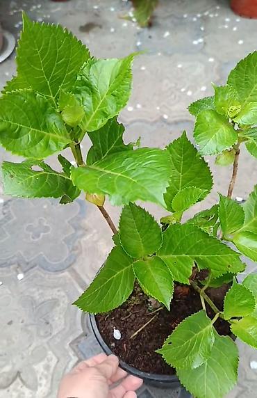zolotoy us bitkisi: Otaq və balkon üçün saksı bitkiləri dəsti - Sansevieria (Qaynanadili) — 8