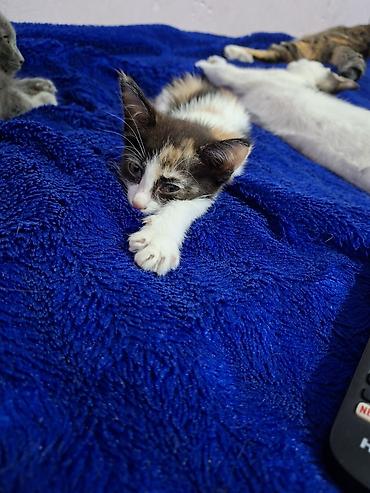 где купить котят: Отдаю котят в добрые руки 1 мальчик звать Кексик возраст 4 месяца — 6