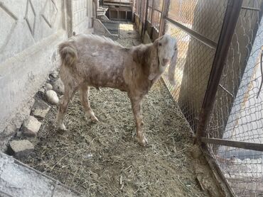 ат бычмал: Сатам | Теке (эркек), Улак | Битал | Көбөйтүү үчүн | Асыл тукумдуу