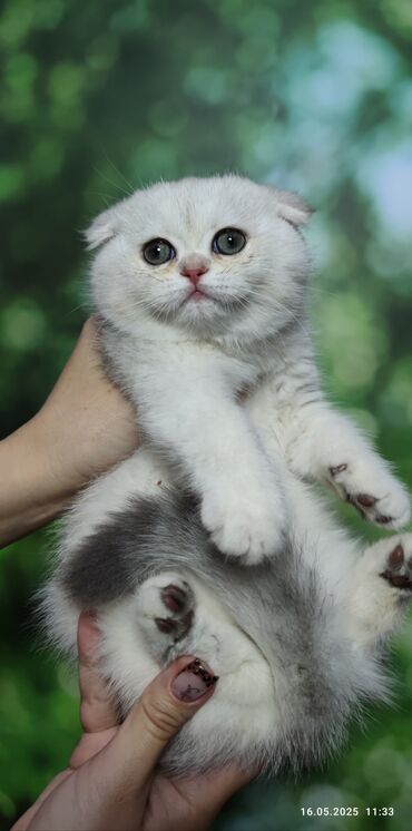 кулундар сатылат: Продается шикарный котенок. Скоттиш Фолд ❤️ Окрас серебристая