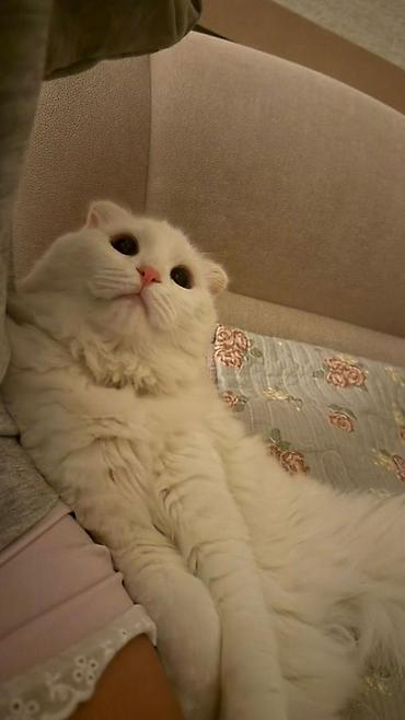 кошка белый: Продажа кошек — 1