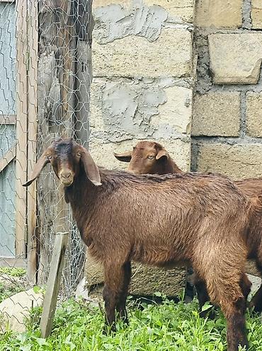 cücə satışı 2021: Salam. Erkek heleb tekeleri satilir qiymet cütüne aiidi. Fevralin 25 i — 6