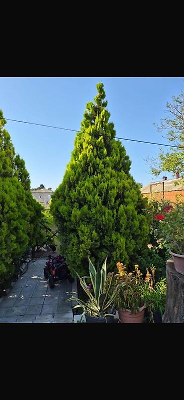 agaclar: Thuja (hündür, konus formalı, parlaq yaşıl iynəyarpaq ağaclar) - — 3