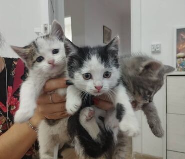 купить кошку британская вислоухая: Отдам котят даром
