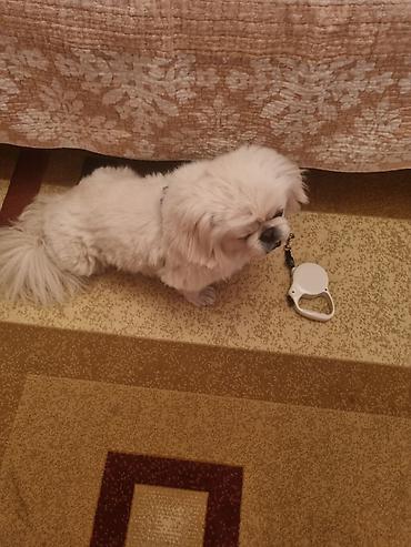 it səkli: Pekines, 2 il, Erkək, Peyvəndli, Ünvandan götürmə — 1