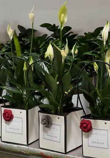 тумбочки кухонные: Комнатные растения в декоративных пакетах «GIFT & LOVE» - — 1