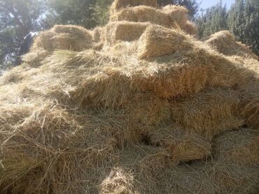 запчасти на пресс подборщик кыргызстан: Разнотравье