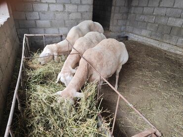 Сельхоз предприятия: Продаю Кошара, 800 соток, Действующий, С оборудованием — 2