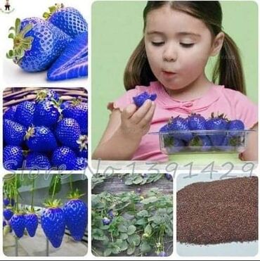 Semena i sadnice: Seme jagode više vrsta
Cena:650din/200 semenki — 5