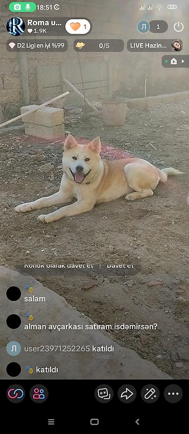 qurd basar iti: Akita-inu, 10 ay, Peyvəndli, Ünvandan götürmə — 3
