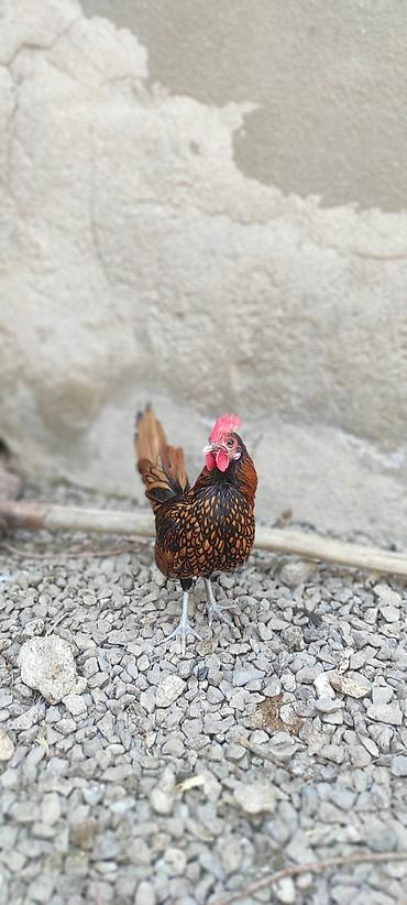 Xoruz toyuq sibrayt tergizme sağlam istəyən əlaqə saxlasın lalafo.az -da Xoruz toyuq sibrayt tergizme sağlam istəyən əlaqə saxlasın