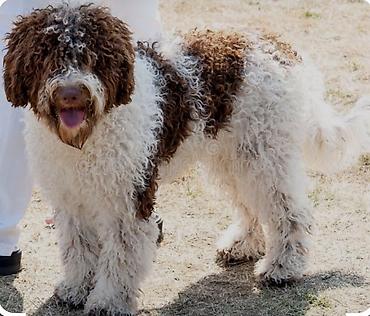 ev heyvanlarl: Lagotto Romagnolo İtaliyan cuns antialergen həm evdə həm coldə — 1