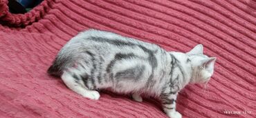 Продажа кошек: Скотиш Страйт (Шотландская прямоухая), 2 месяца, Девочка — 11