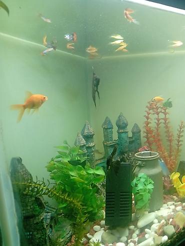 akvarium balik: Qızıl balıq, Sülhsevər, Ünvandan götürmə, Ödənişli çatdırılma — 3