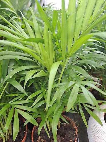 Ostale kućne biljke: Zamija sa prve slike je 800, Zamija sa druge je 1500, Chlorophytum sa — 17