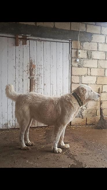 İtlər: Alabay, 2 il, Dişi, Peyvəndli, Ünvandan götürmə — 3