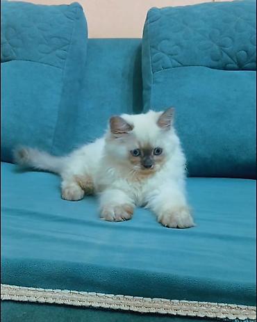 pişik gence: Məhsul: Uzun tüklü ağ balaca pişik balası Təsvir: - Parlaq ağ, qalın — 4