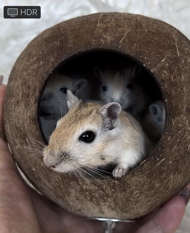 Хомяки: Ручные песчанки монгольские. Красивые окрасы, есть девочки и мальчики — 9