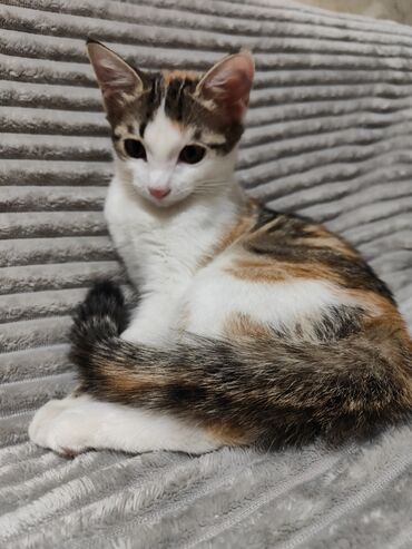 животные котенок: Кошка даром: Беспородная, Девочка, Приучена к лотку, Проглистована, С документами