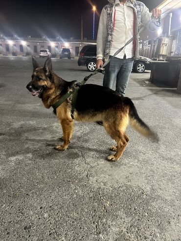 İtlər: Alman çoban iti, 2 il, Dişi, Peyvəndli, Pulsuz çatdırılma — 1