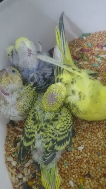 Tutuquşları: Tutuquşları — 22