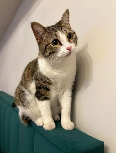 савана кошка: Кошка даром: Беспородная, Девочка