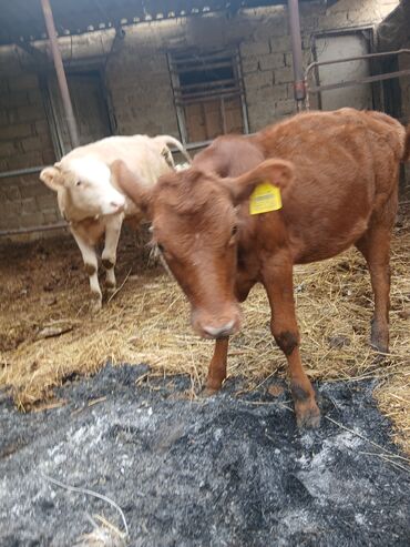 Inəklər, öküzlər: Danalar satılır damazlıq ve etlik unvan Bine qesebezi — 5