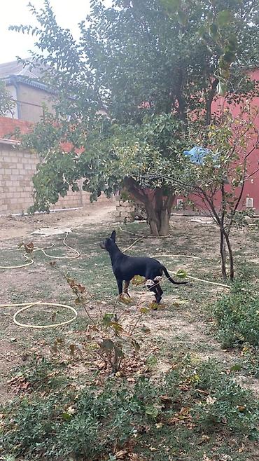 qurdbasar it: Doberman, 11 ay, Dişi, Ünvandan götürmə — 5
