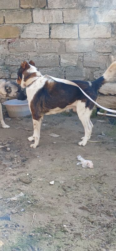 alabay itleri satisi: Qurdbasar, 1 il, Erkek, Peyvəndli, Pulsuz çatdırılma, Rayonlara çatdırılma