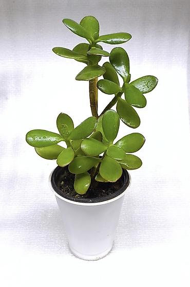 Хлорофитумы: Продаю комнатные растения, цветы . Пассифлора кализия розовая пантера — 12