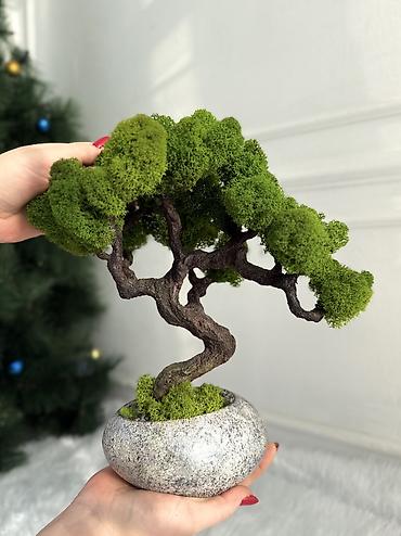 Декоративные цветы: Бонсай ручной работы из натурального стабилизированного мха от 1500 — 6