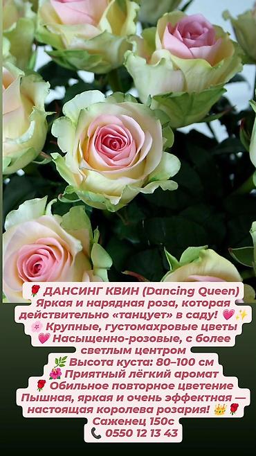 Прожекторлор: Кустовые розы в наличии. Отправляю саженцы по Кыргызстану. Цена на — 8