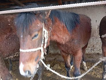 Лошади, кони: Продаю | Жеребец | Для разведения — 9