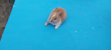 Dovşanlar: 🟠 Ev dovşanı balalarına super endirim kampaniyası. müvəqqəti olaraq 50 — 14