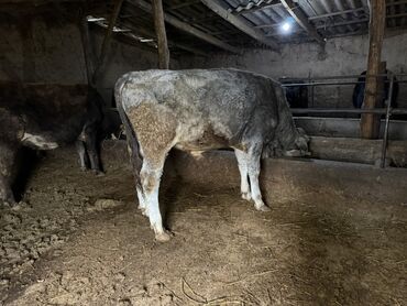 Коровы, быки: Продаю | Бык (самец) | Полукровка | На откорм | Привязанные