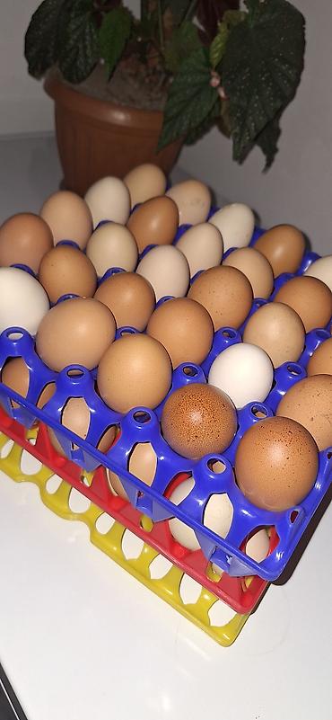🐔Куриные яйца,🥚 Домашние каждый день свежие яйца✅️ - Ассорти