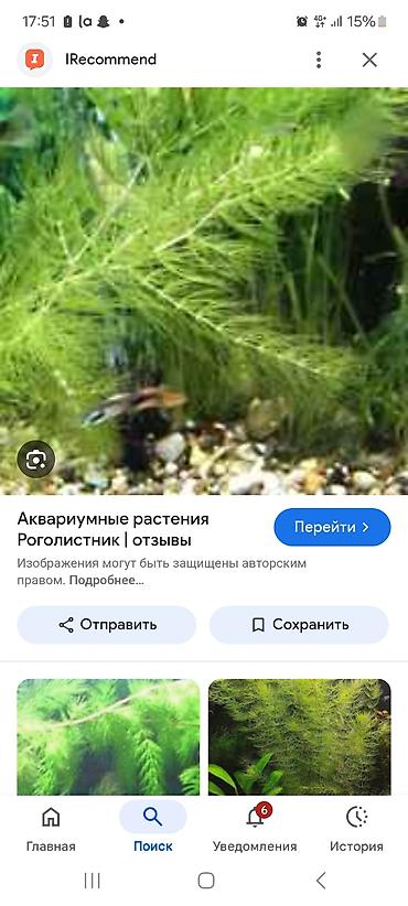 кой аштоо: Аквариумные растения. - Валиснерия — по 30 сом за кустик. Длинные — 3