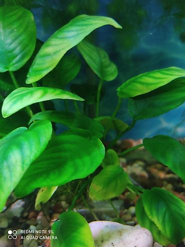 Аквариумы: Водоросли живые: Анубиас Бартера, нана ( цветут белыми и розовыми — 5