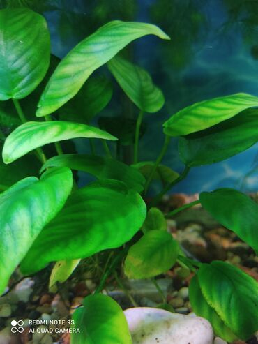 Аквариумы: Водоросли живые: Анубиас Бартера нана ( цветёт белыми и розовыми — 4