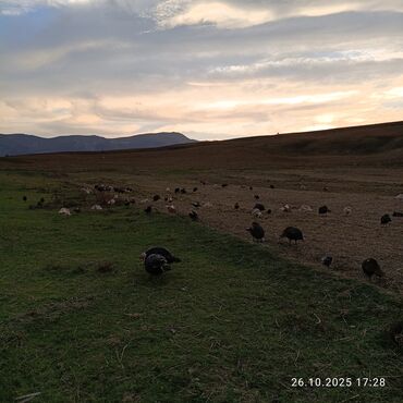 Hinduşka: Məhsul: Hind quşları (qarışıq rəngli sürü) Təsvir: - Təbii şəraitdə — 10