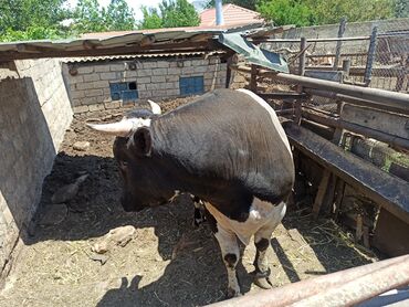 bakida cins ineklerin satisi: Самец, Holsteyn, Simental, лет: 2, 380 кг, Для разведения, Для мяса, Самовывоз